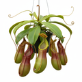 Nepenthes St. Gaya Pitcher Plant