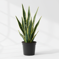 Dracaena Trifasciata Snake Plant with upright sword-shaped dark green banded leaves with yellow edges in a 4 inch nursery pot