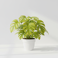 Monstera Deliciosa Lemon Lime in a 6 inch pot
