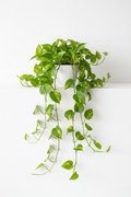 Golden Pothos trailing vines in 4 inch pot