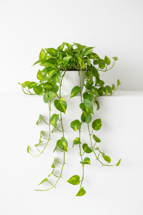 Golden Pothos trailing vines in 4 inch pot