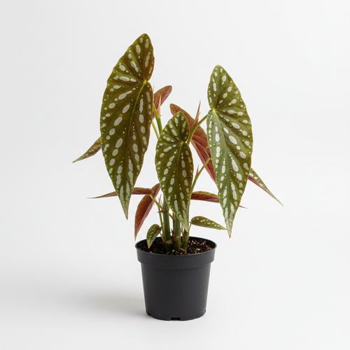 Begonia Maculata Polka Dot Cane Begonia with silver spotted angel wing leaves and red undersides in a 4 inch nursery pot