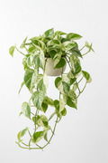 Manjula Pothos trailing vines with creamy white and green variegated leaves in 4 inch pot