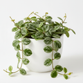 Hoya Mathilde Splash with silver speckled round waxy leaves trailing from a modern white pot