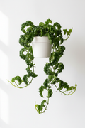 Shangri-La Pothos trailing vines in 4 inch pot