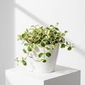 Hoya Sea Stone Variegated with creamy white and green variegated round waxy leaves in a modern white pot