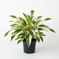 Philodendron Jose Buono with large creamy white and green variegated leaves in a 4 inch nursery pot